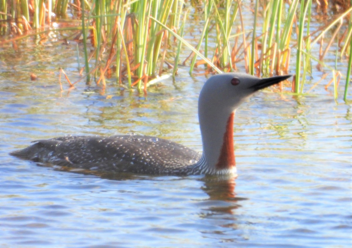 Red-throated Loon - ML292623361