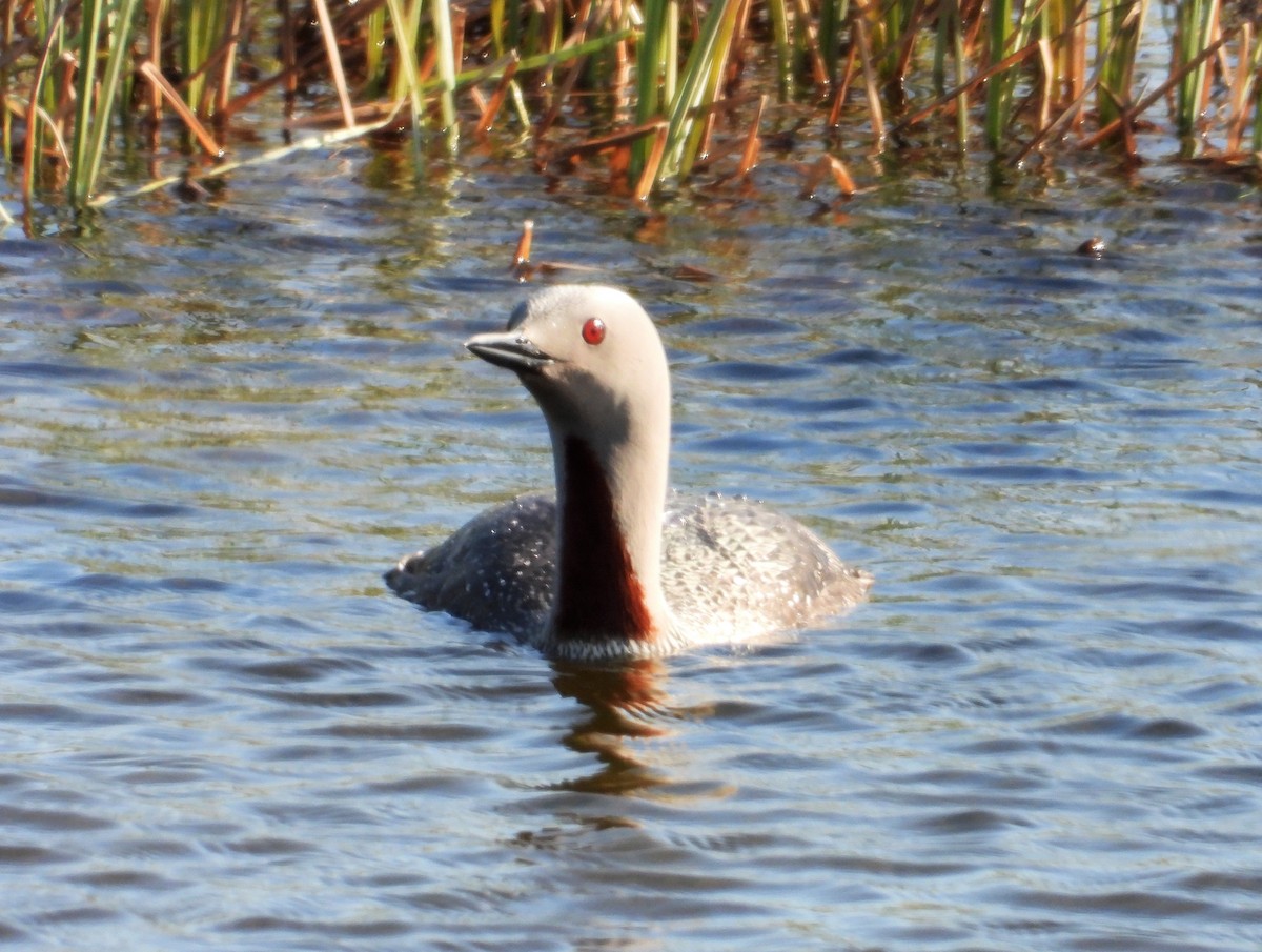 Red-throated Loon - ML292623521