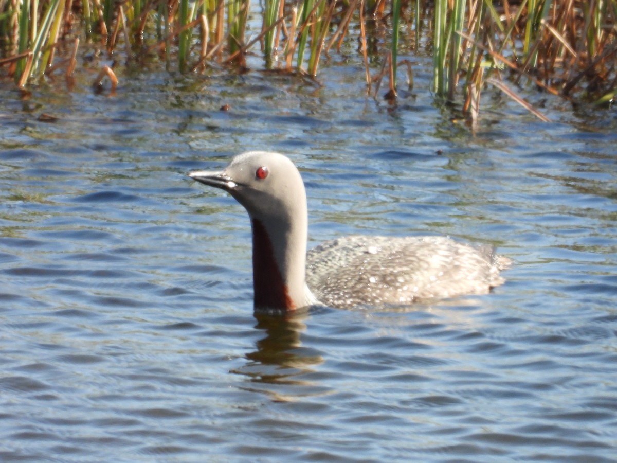Red-throated Loon - ML292623621