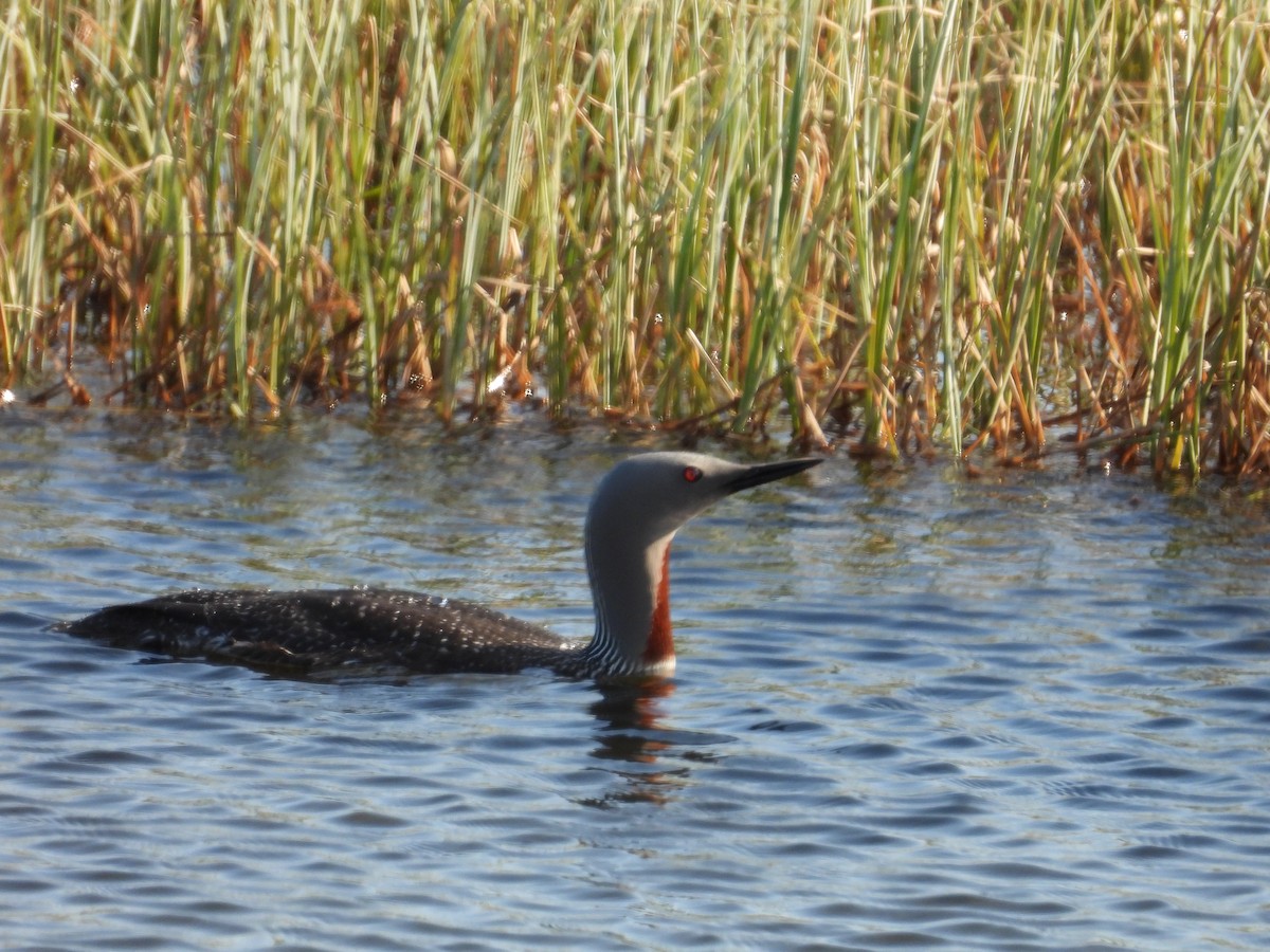Red-throated Loon - ML292623761