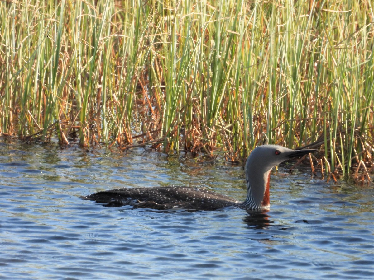 Red-throated Loon - ML292623981