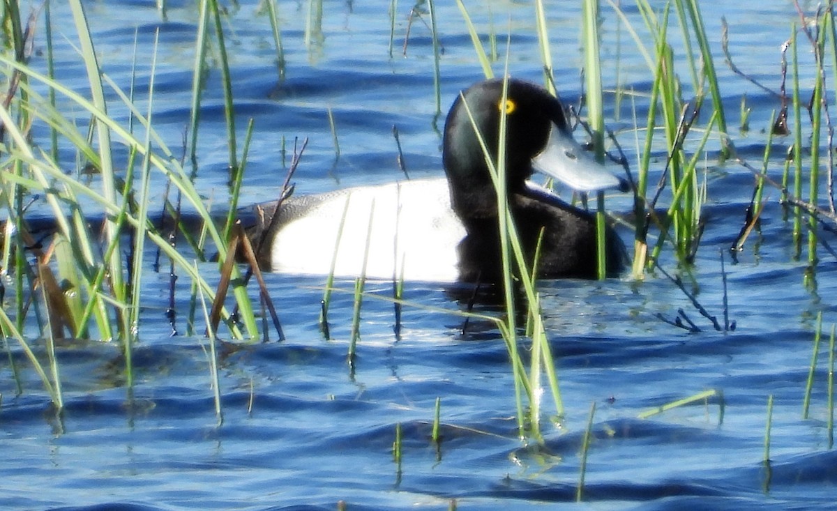 Greater Scaup - ML292624541