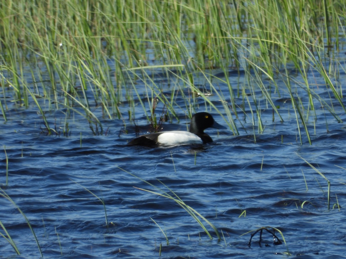 Greater Scaup - ML292624761