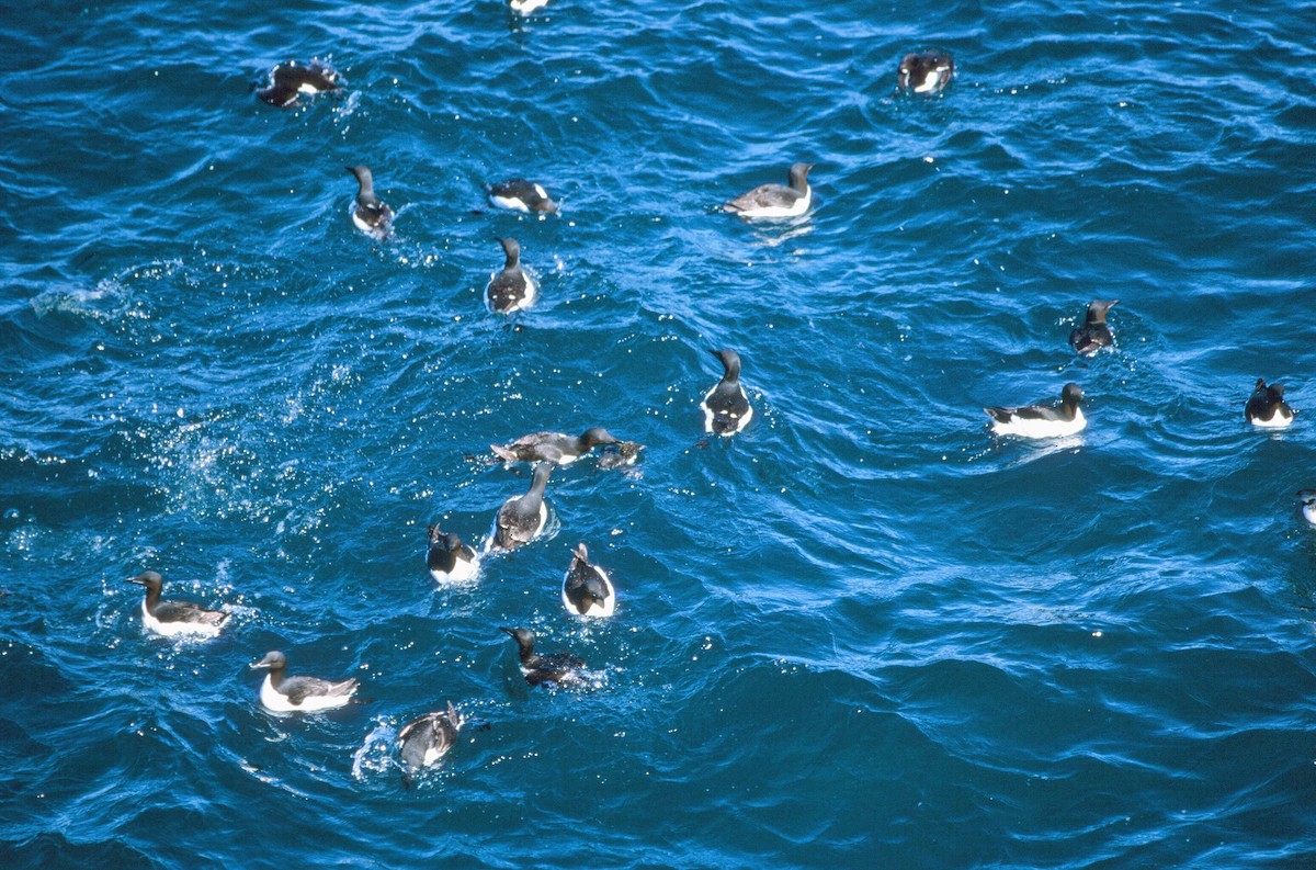 Thick-billed Murre - ML292624841