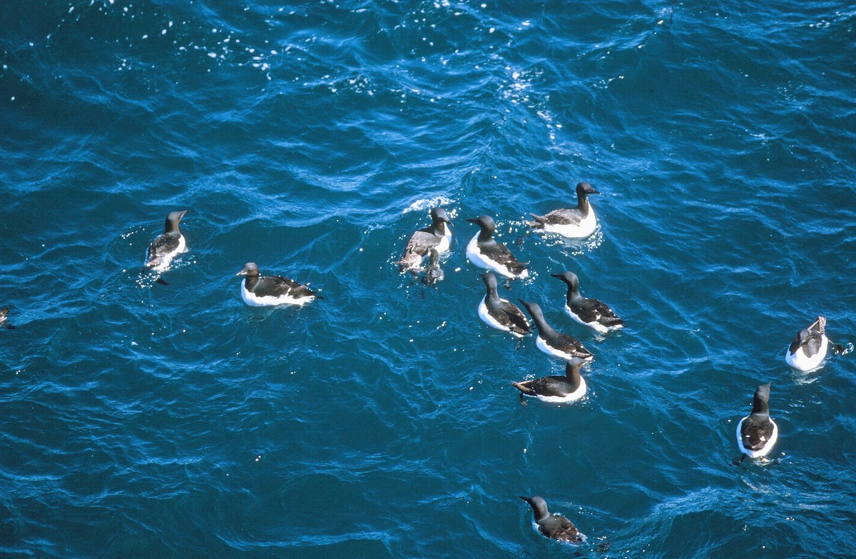 Thick-billed Murre - ML292624931