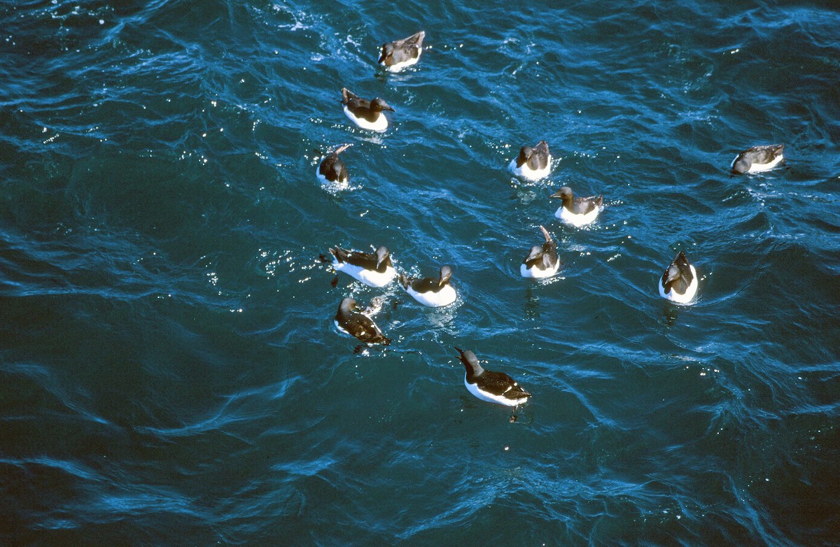 Thick-billed Murre - ML292625041