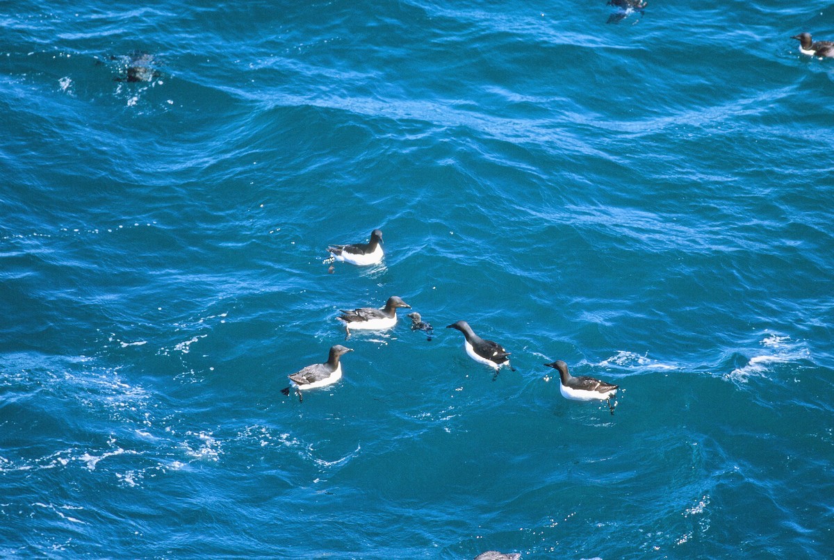 Thick-billed Murre - ML292625061