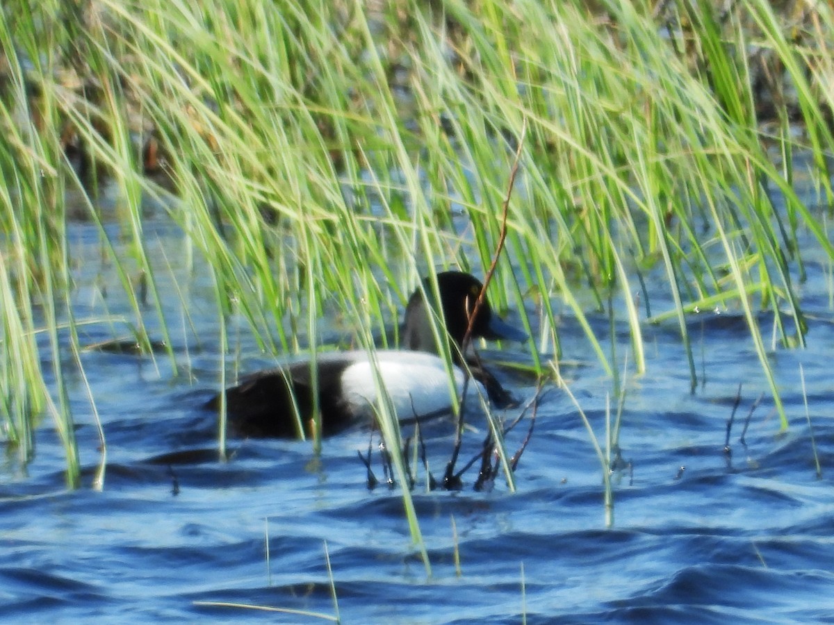 Greater Scaup - ML292625281