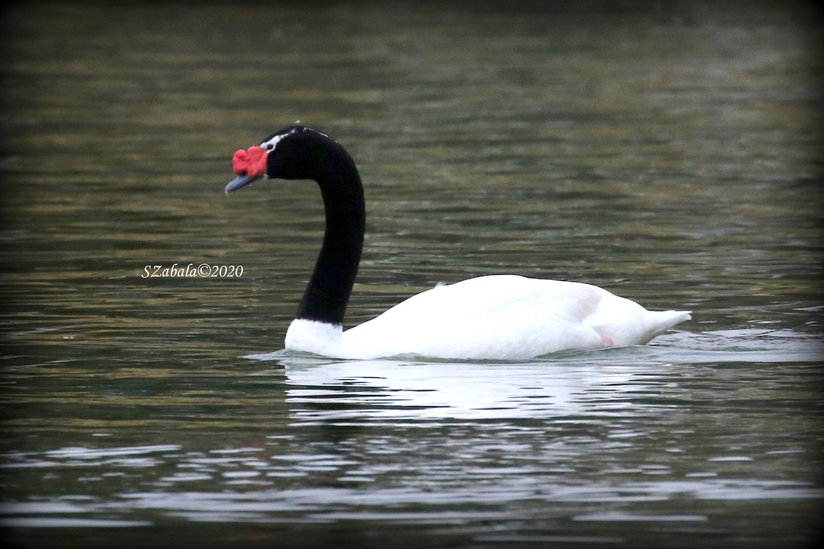 Black-necked Swan - ML292629331