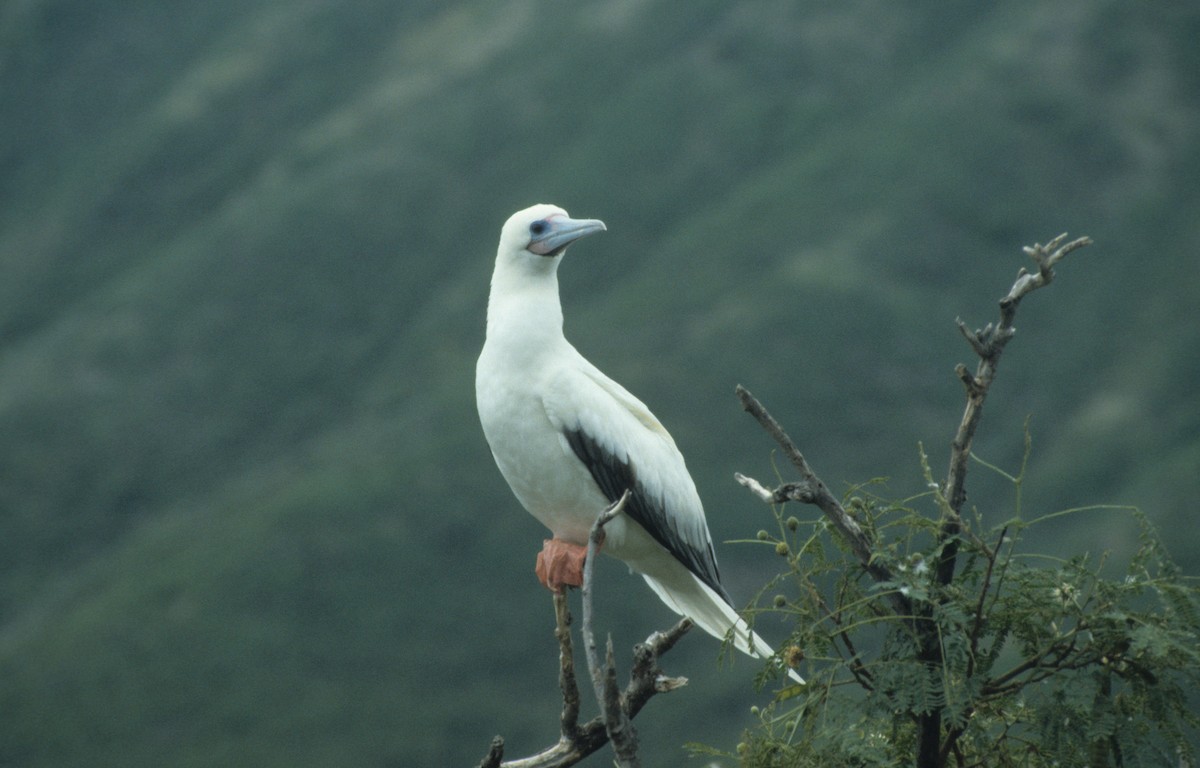 Red-footed Booby - ML292635621