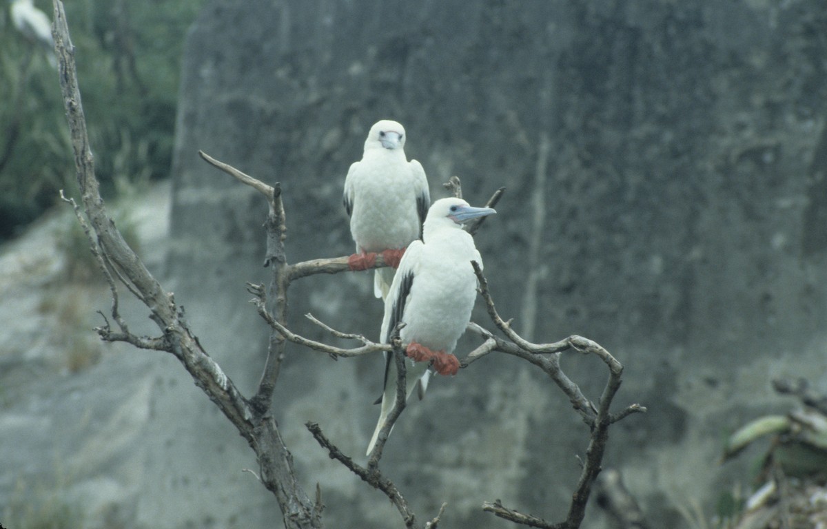 Red-footed Booby - ML292635631