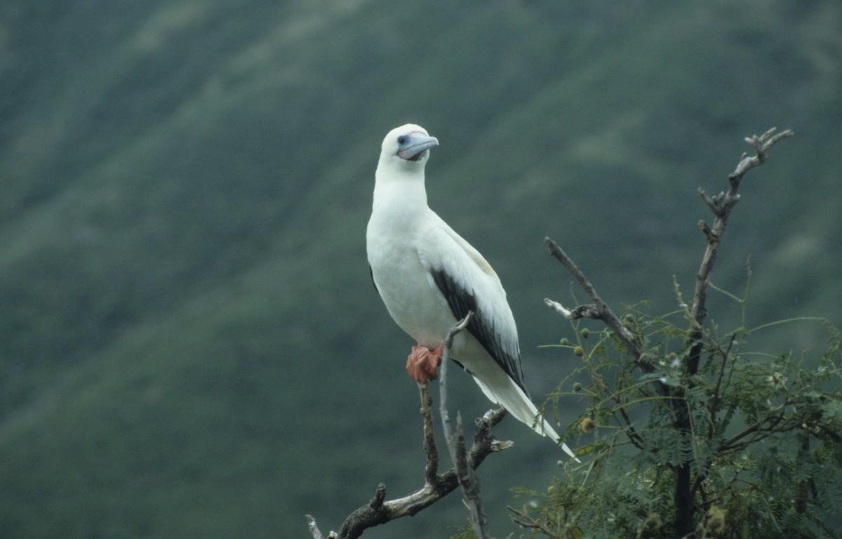 Red-footed Booby - ML292635641