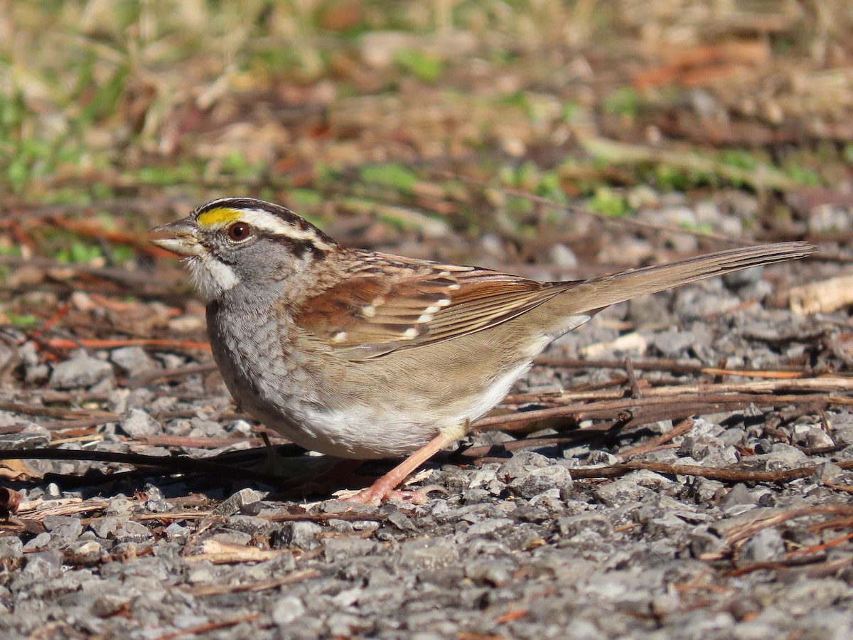 White-throated Sparrow - Phil Lehman