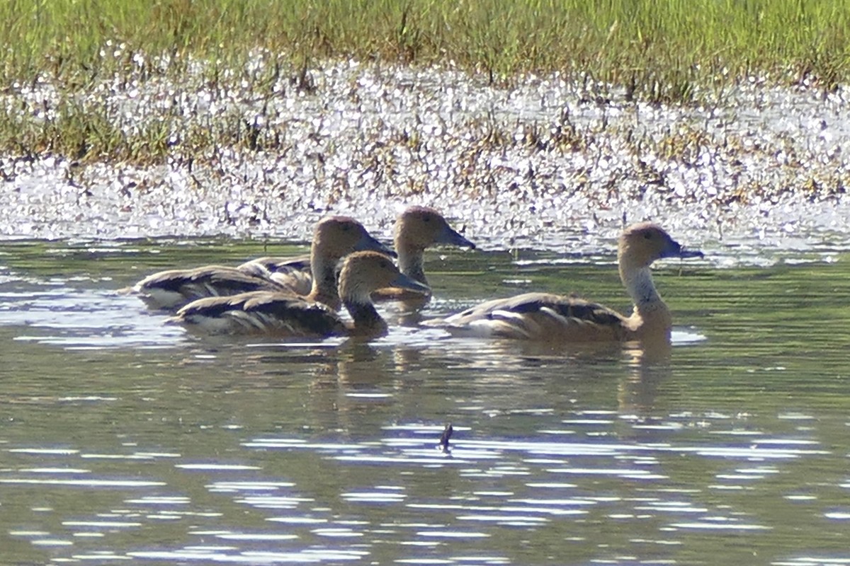 Fulvous Whistling-Duck - ML292638141