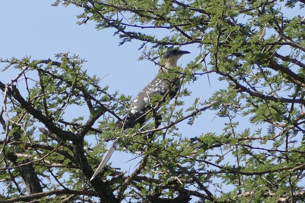Great Spotted Cuckoo - ML292640421