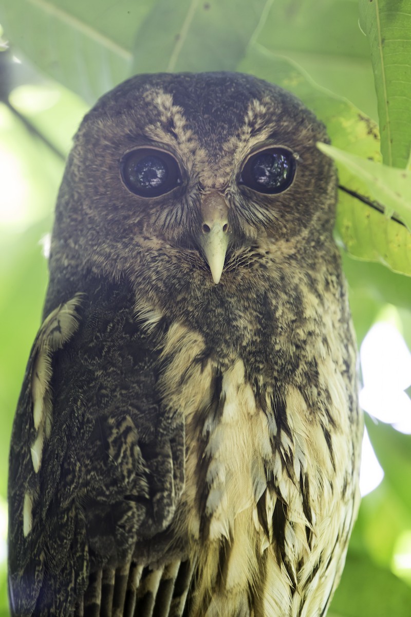Mottled Owl - ML292642411
