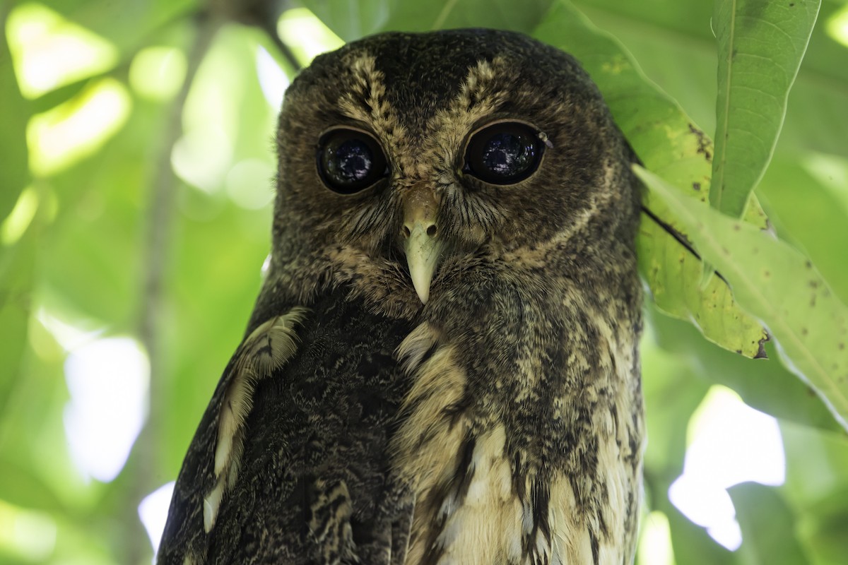 Mottled Owl - ML292642521