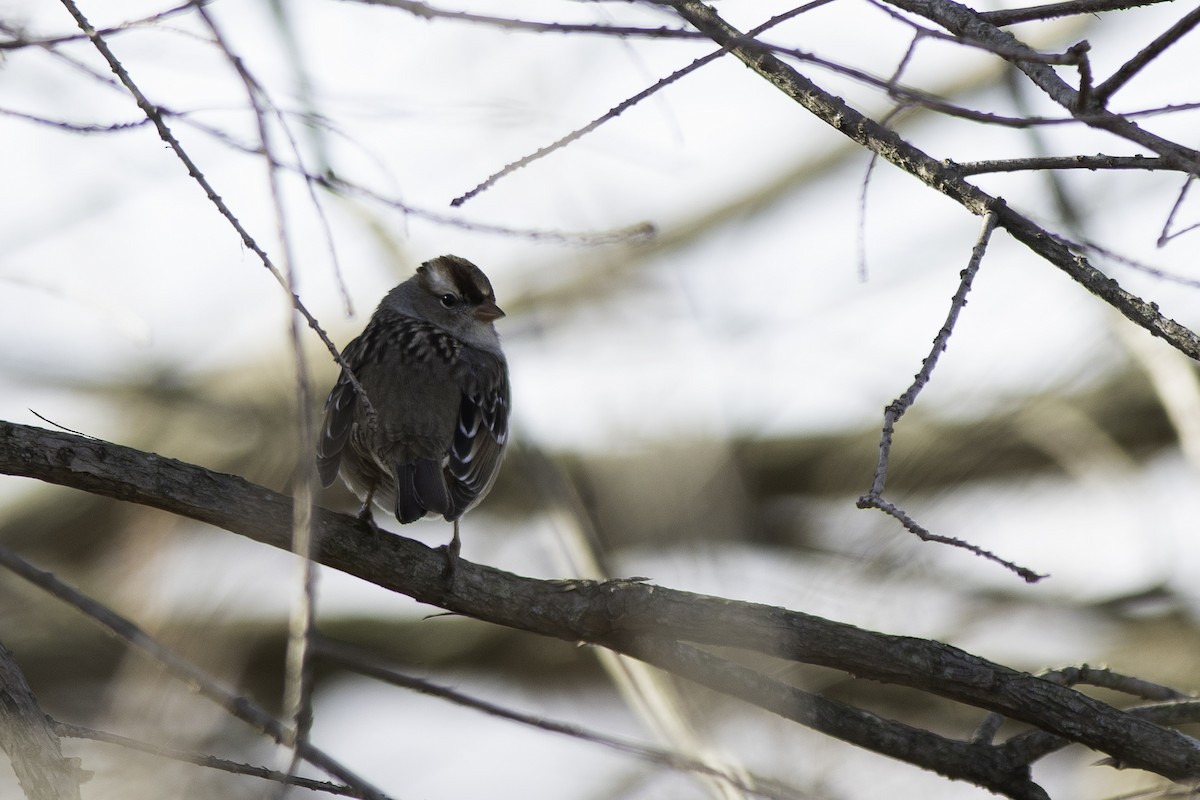White-crowned Sparrow - ML292643371