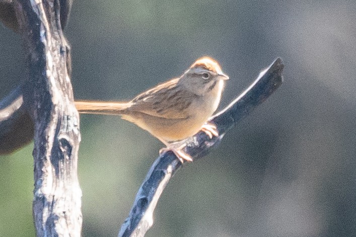 Rufous-crowned Sparrow - ML292644951