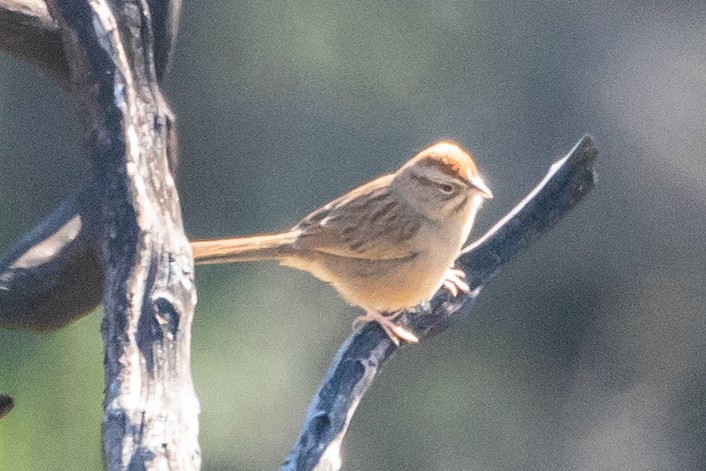 Rufous-crowned Sparrow - ML292644981