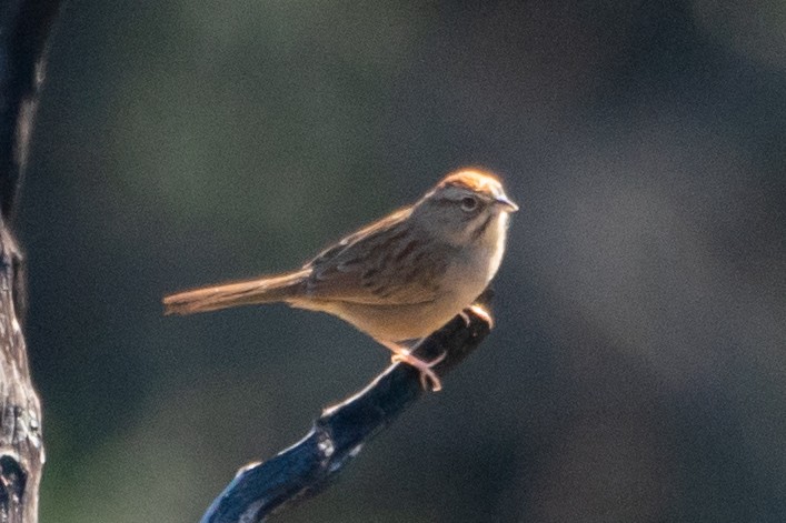 Rufous-crowned Sparrow - ML292644991