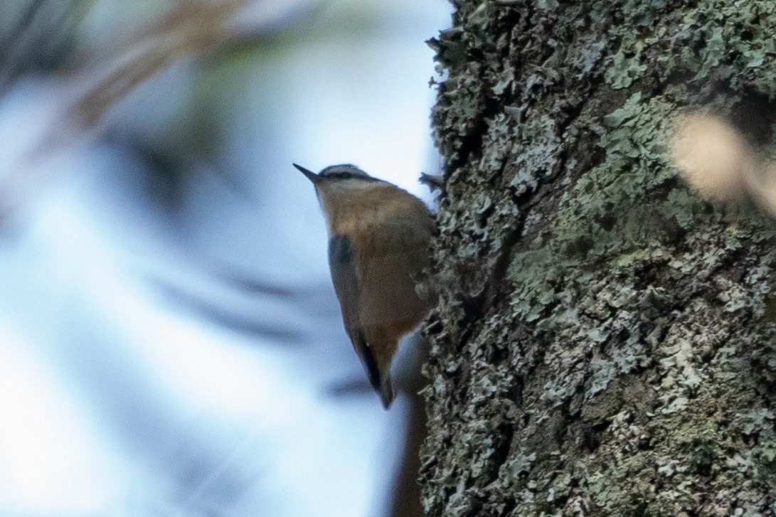 Red-breasted Nuthatch - ML292645061