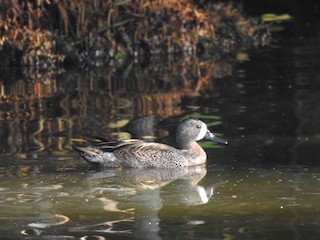Blue-winged Teal, ML292649851