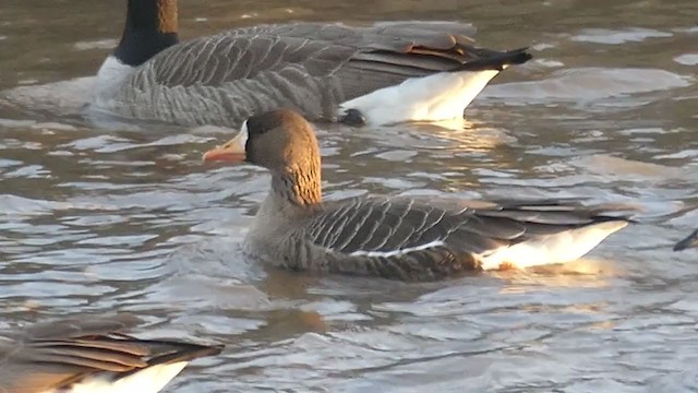 Greater White-fronted Goose - ML292655301