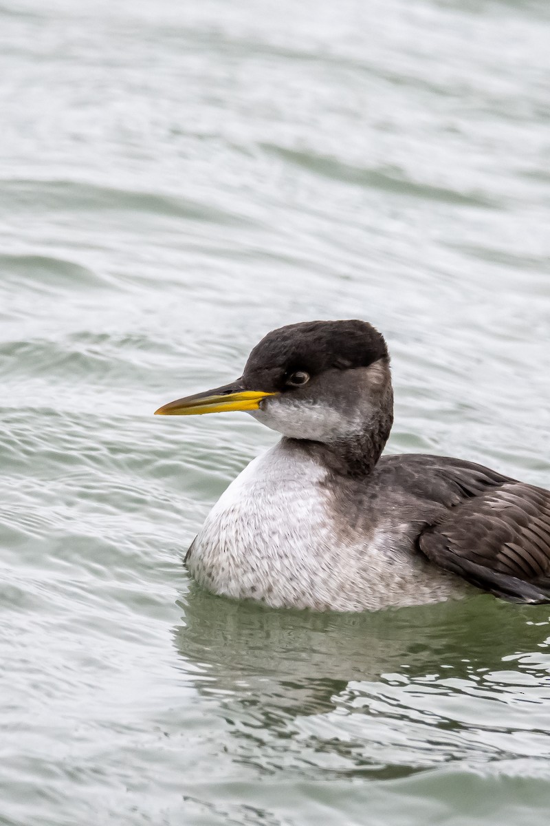 Red-necked Grebe - ML292656221