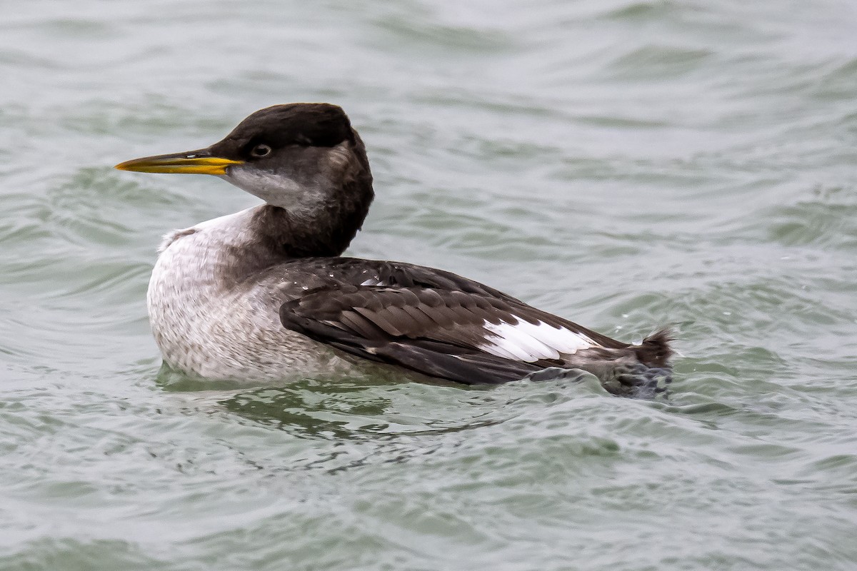 Red-necked Grebe - ML292656231