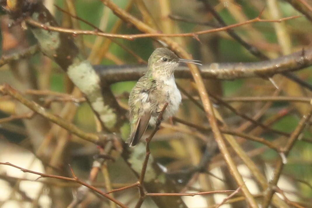 Calliope Hummingbird - Dianna Lieter