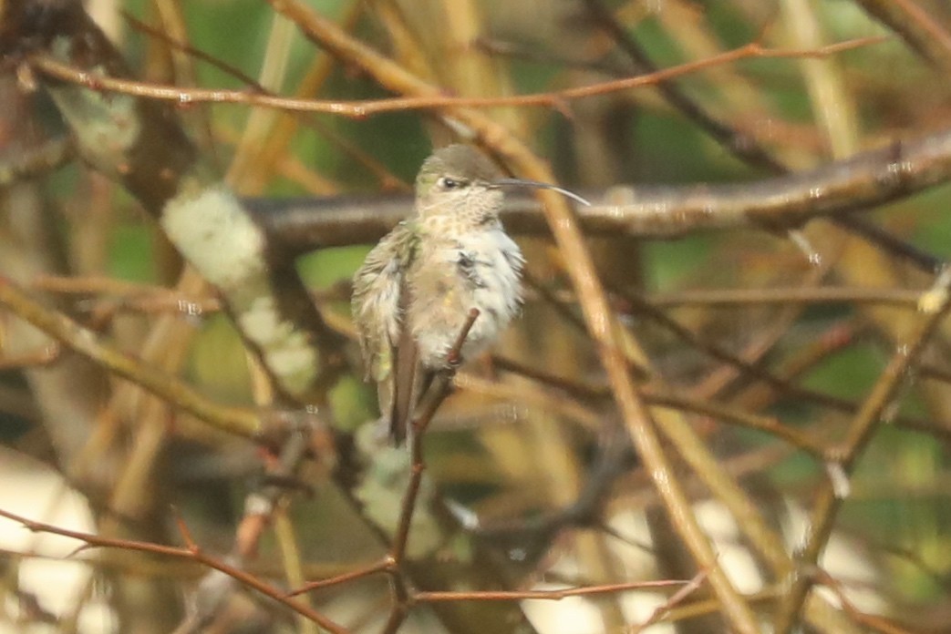 Calliope Hummingbird - ML292658691