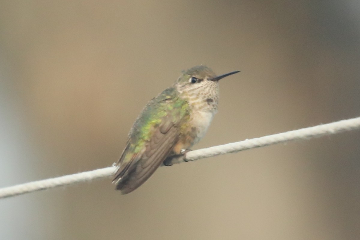 Calliope Hummingbird - ML292658701