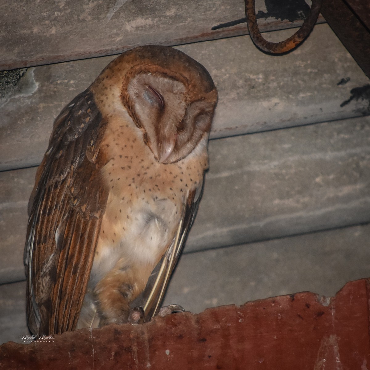 Andaman Masked-Owl - ML292659851