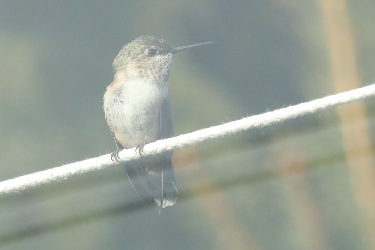 Calliope Hummingbird - ML292660111