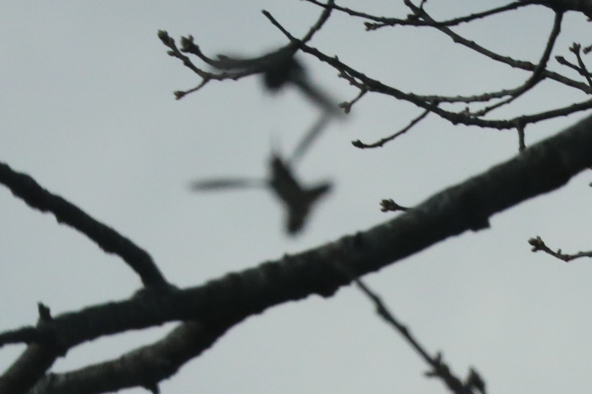 Black-chinned Hummingbird - ML292660301