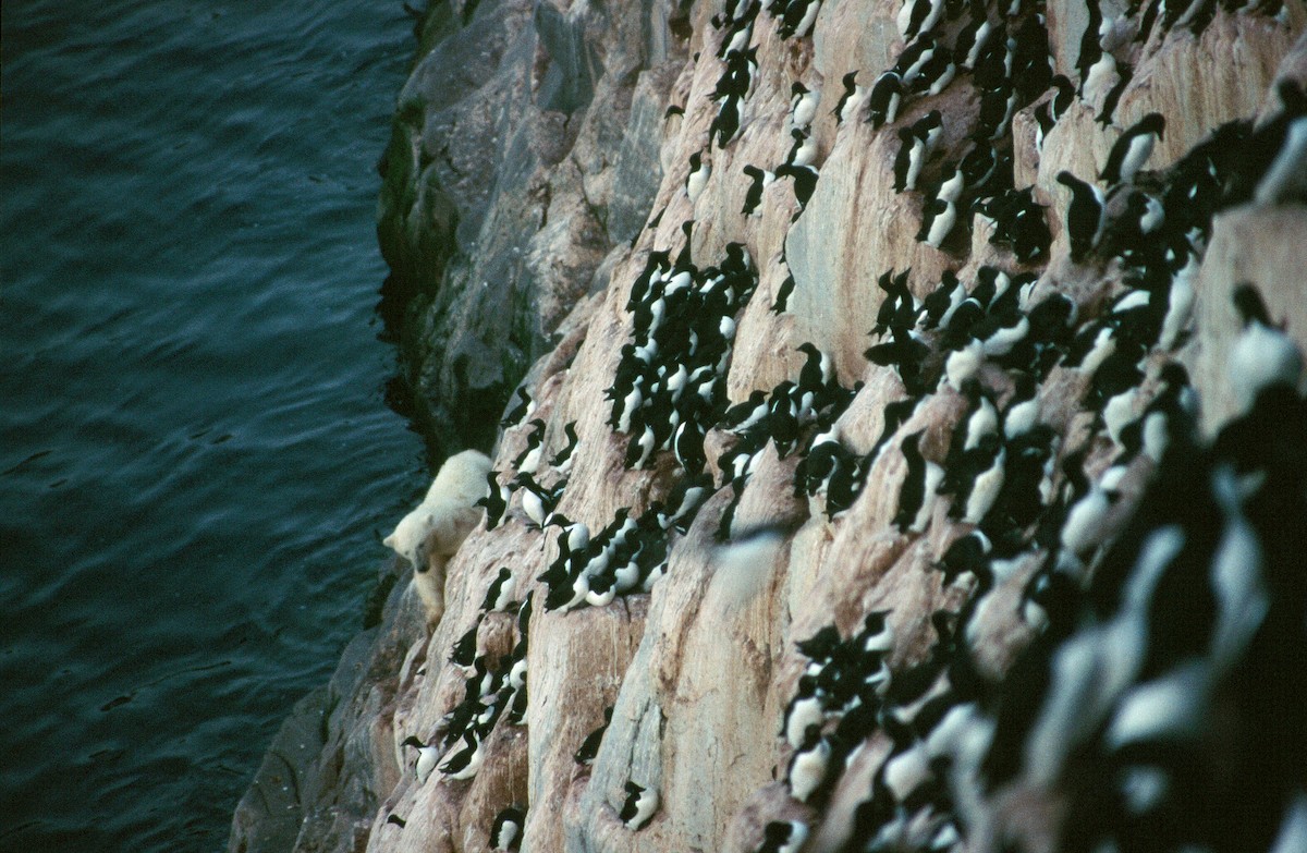 Thick-billed Murre - ML292662931