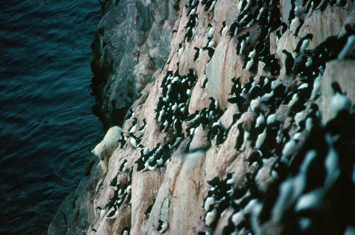 Thick-billed Murre - ML292662991