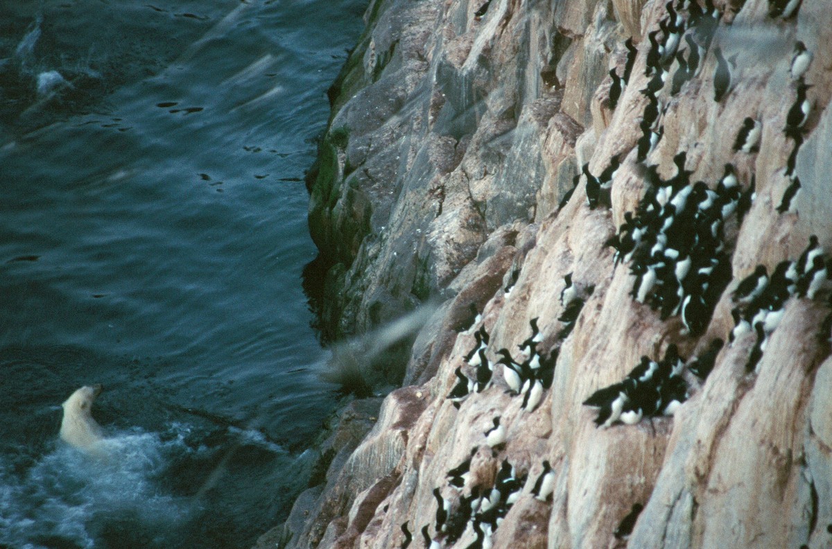 Thick-billed Murre - ML292663011