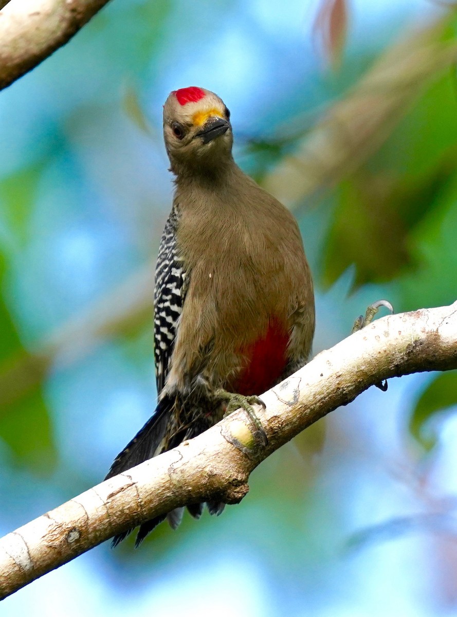 Yucatan Woodpecker - ML292663181