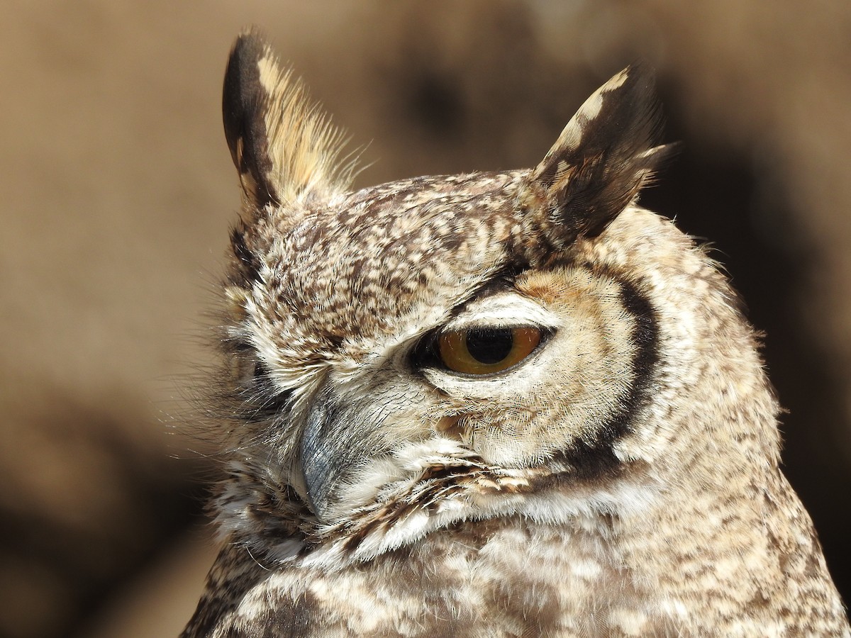 Lesser Horned Owl - Saskia Hostens