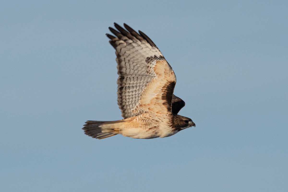 Red-tailed Hawk - Mike Thompson