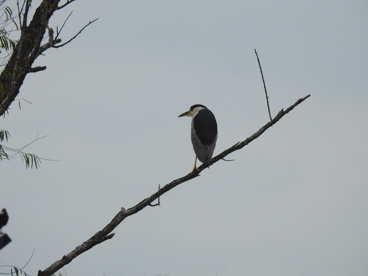 Black-crowned Night Heron - Kay Pergrem
