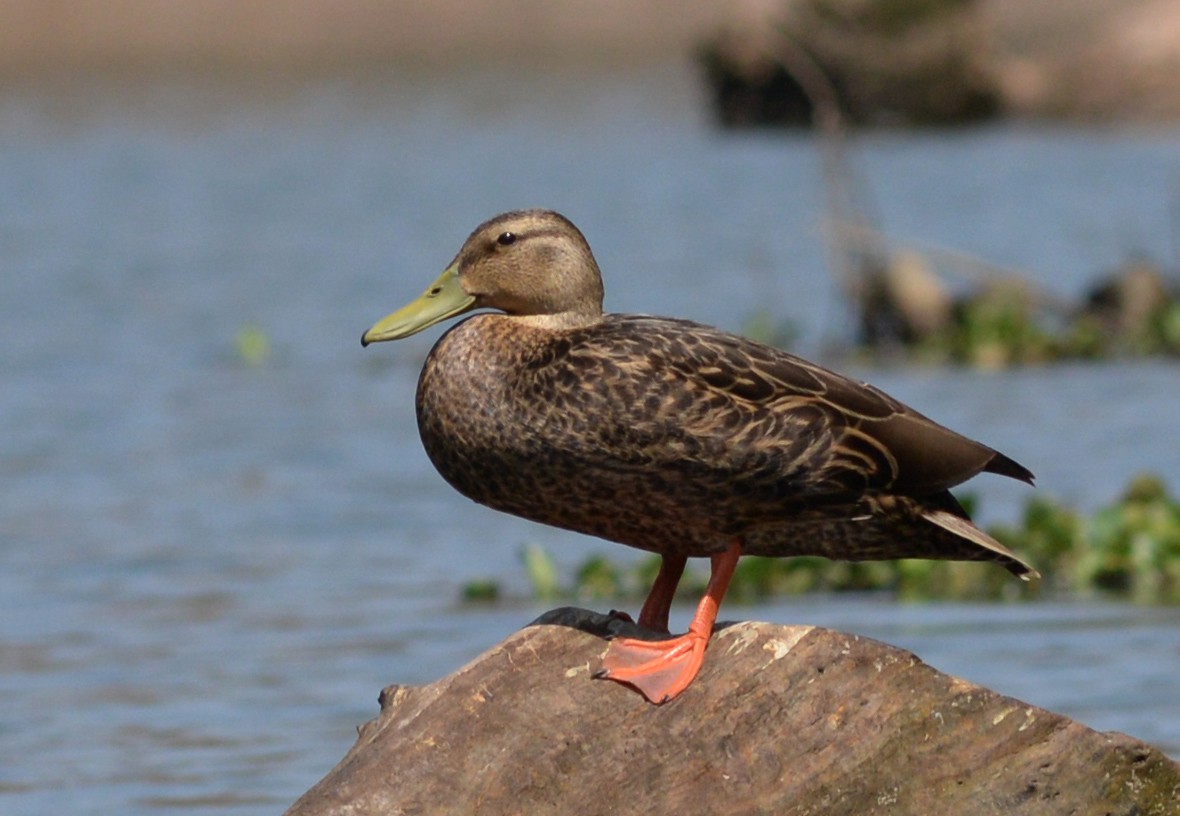 Mexican Duck - ML29267521