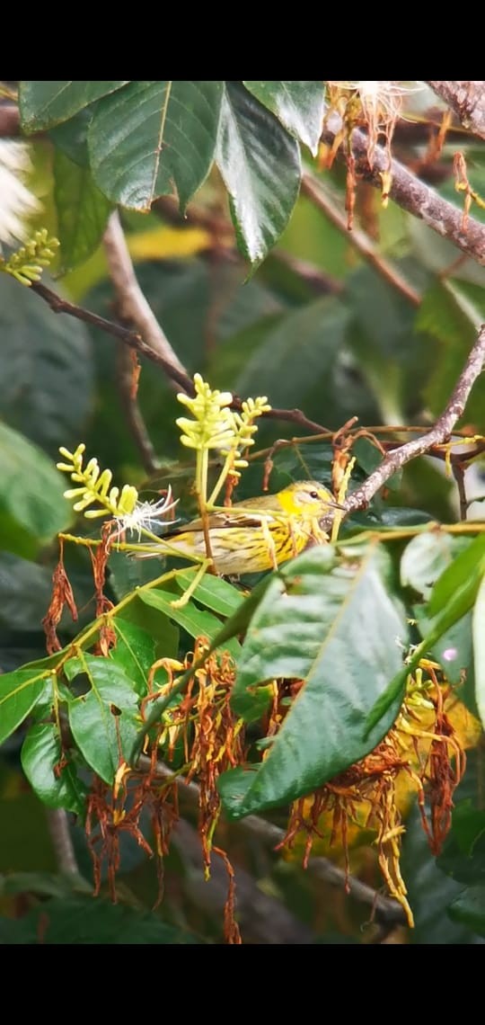 Cape May Warbler - José Parajeles