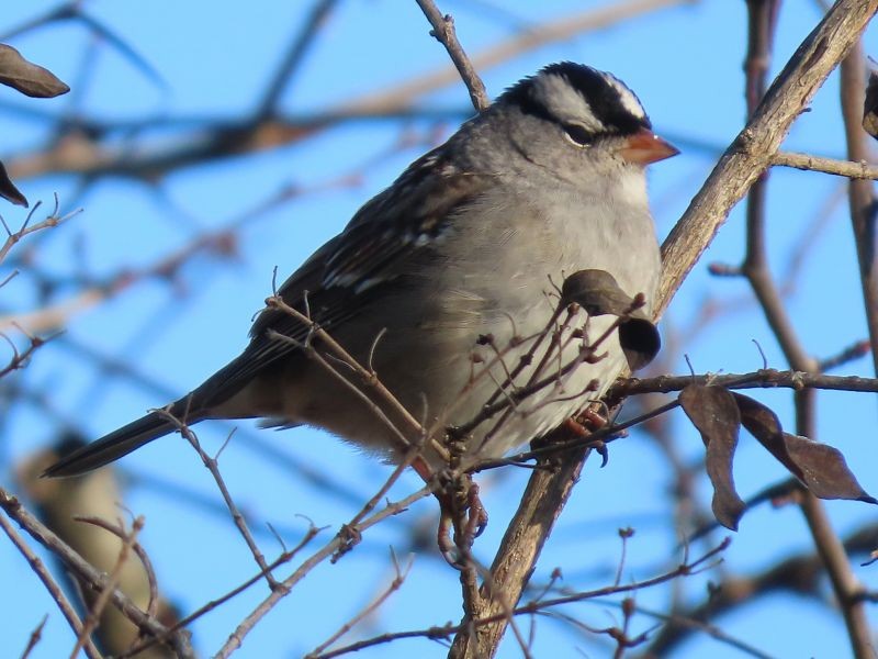 White-crowned Sparrow - ML292689611