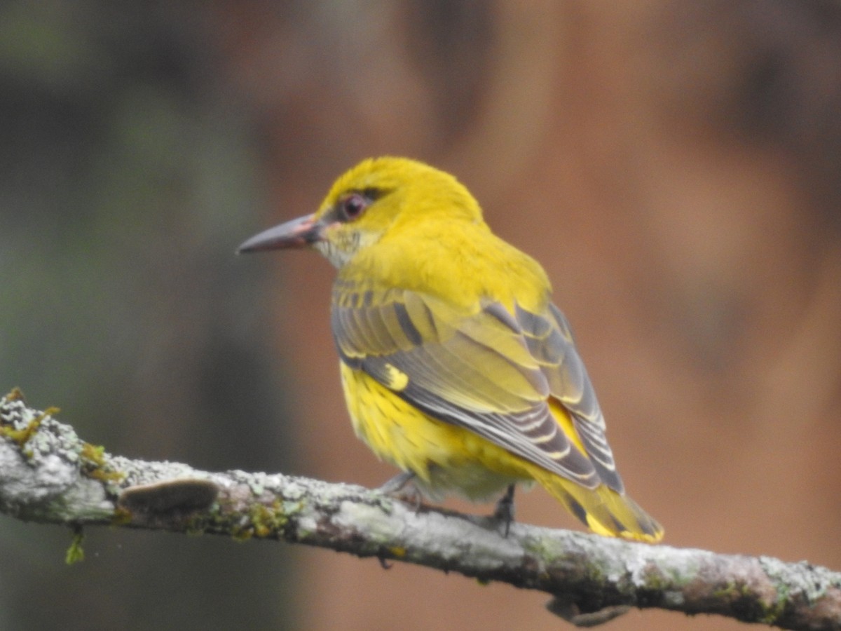 Indian Golden Oriole - ML292697111