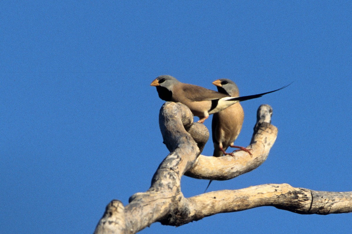 Long-tailed Finch - Bruce Robinson