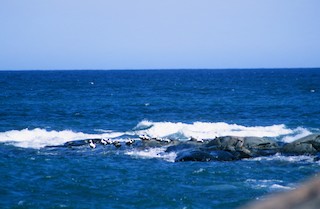 Common Eider, ML292709371