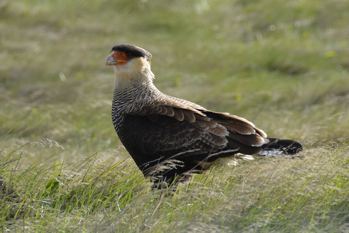 Crested Caracara (Southern) - ML292715901
